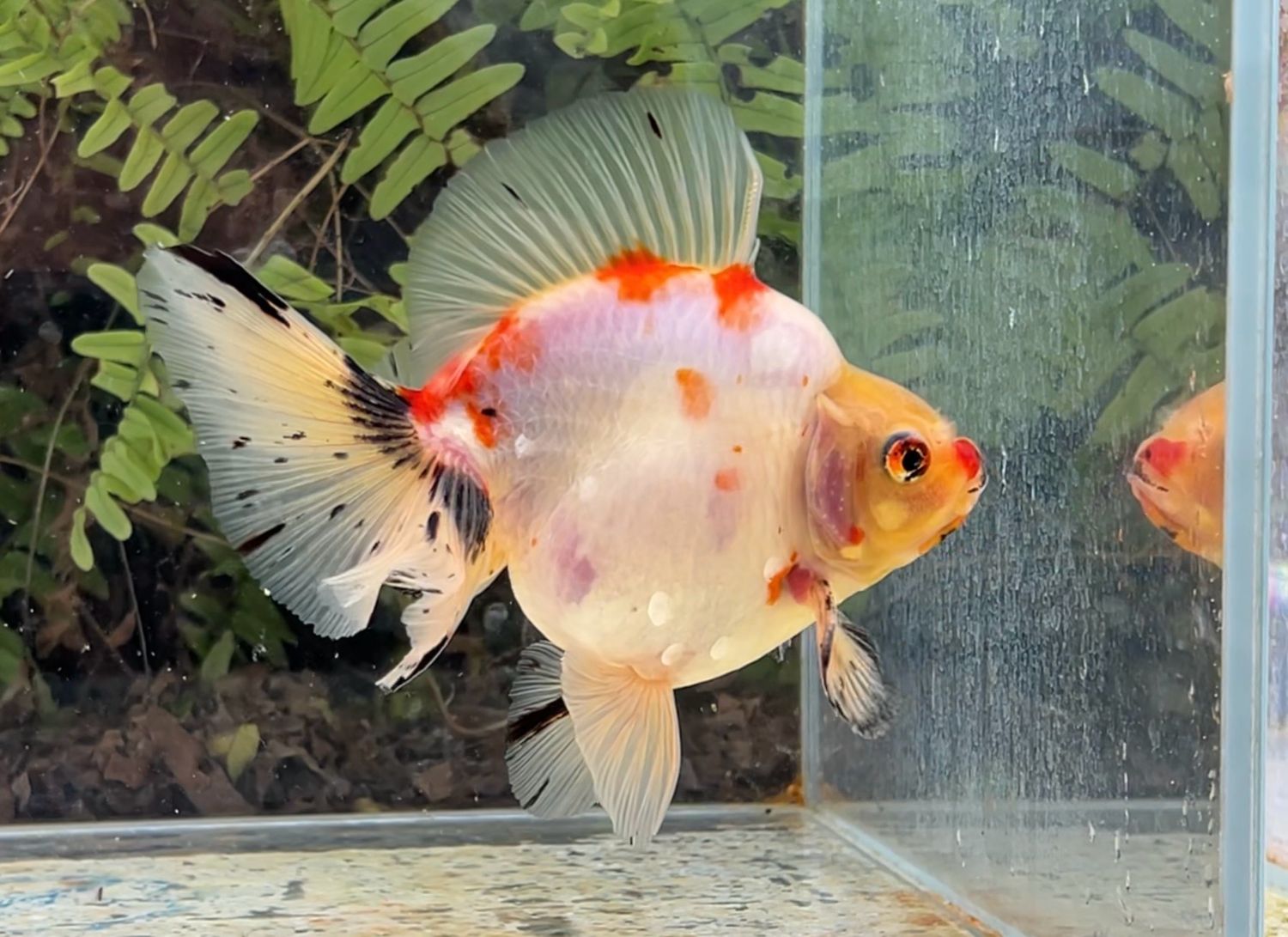 Tri-color Broadtail Ryukin (M, 5.25”) - Free Shipping