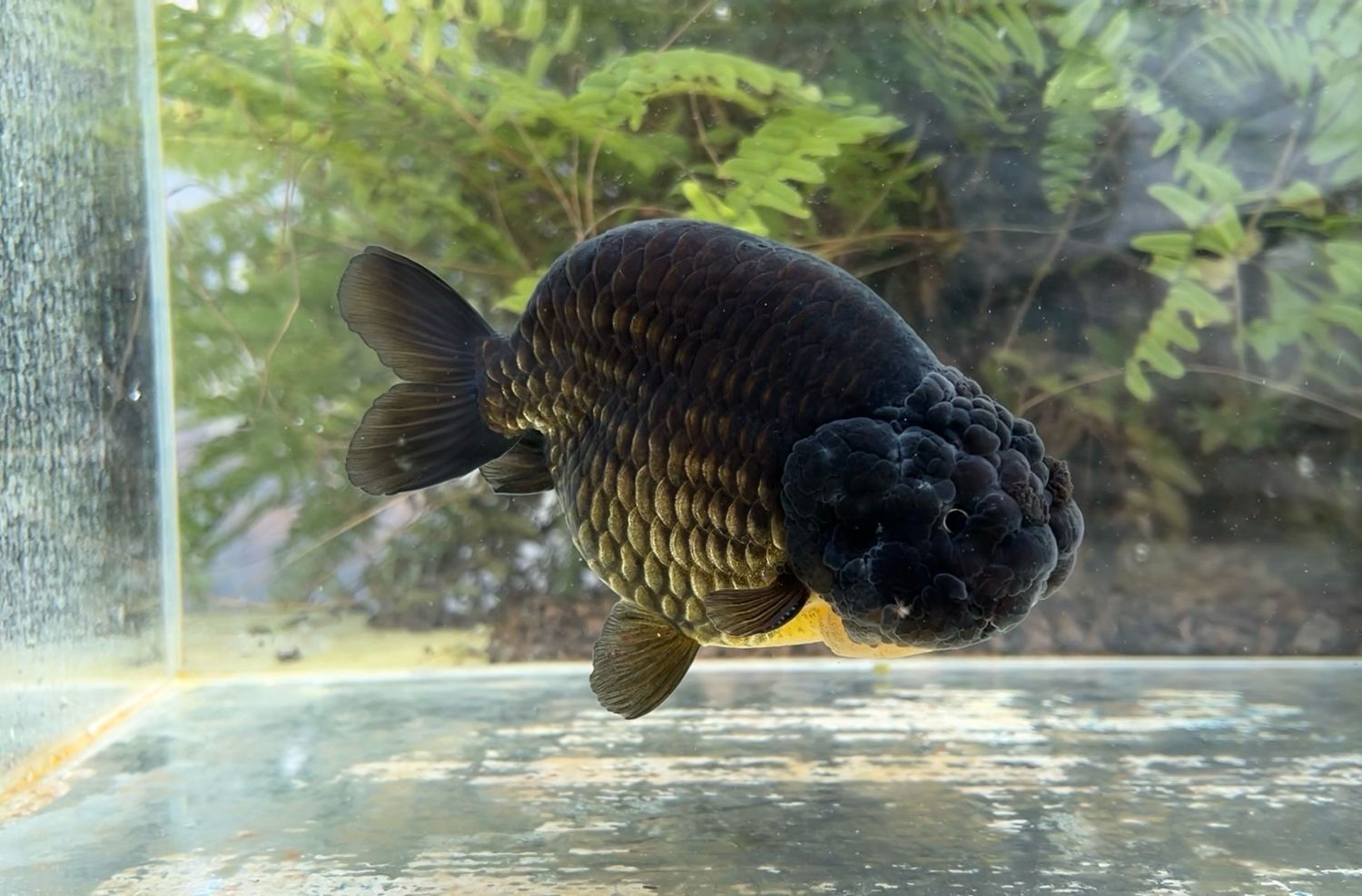 Black Yuanbao Ranchu (M, 5.75”) - Free Shipping