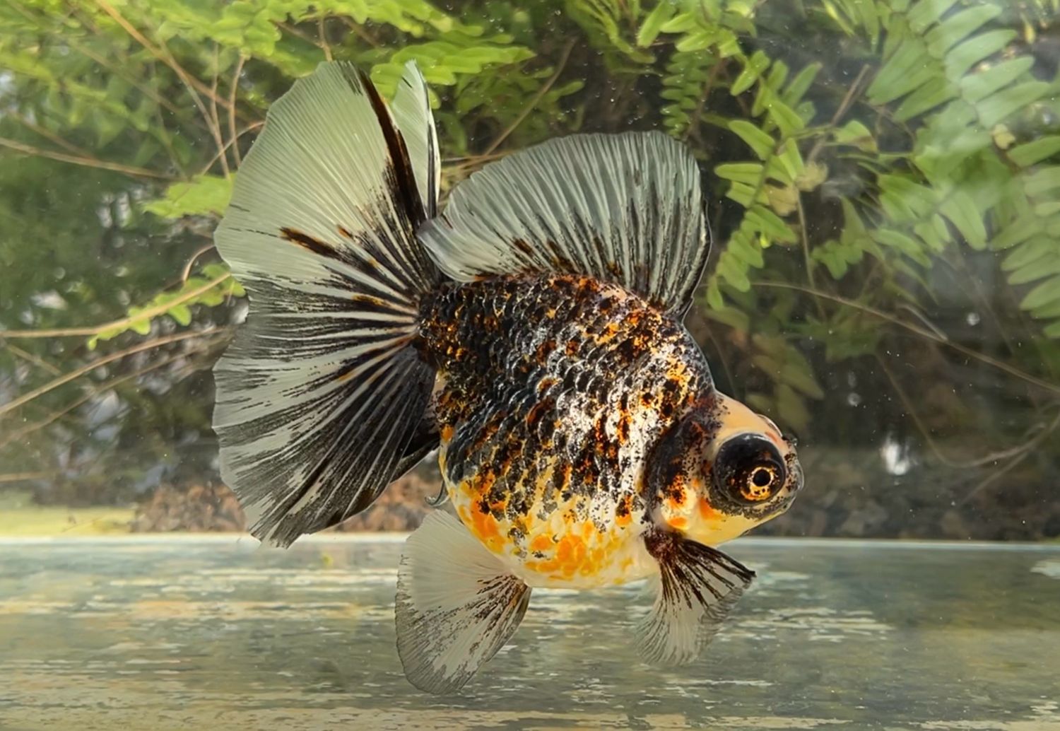 Tri-color Deep Body Telescope Butterfly (M, 5.25”) - Free Shipping