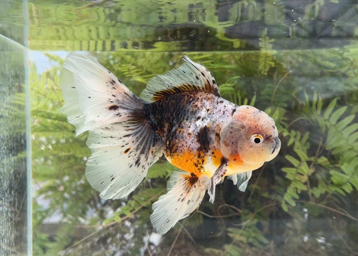 Calico Rosetail Oranda (M, 6.5”) - Free Shipping