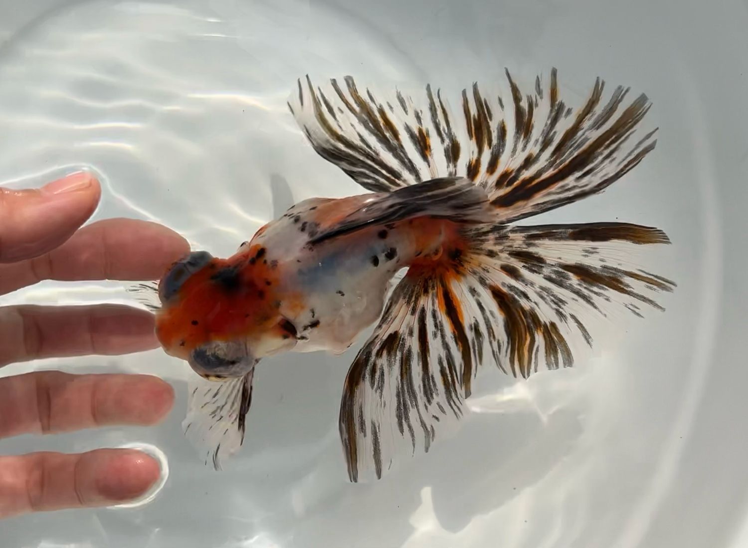 Calico Deep Body Telescope Butterfly (M, 6.25”) - Free Shipping