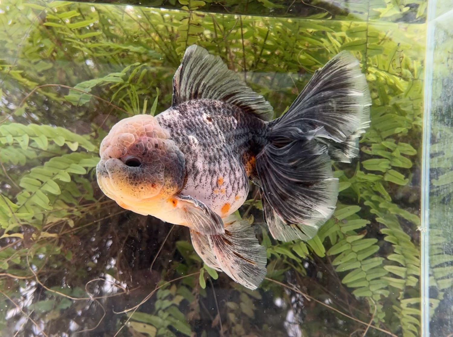 Chinese Water Colors Rosetail Oranda (M, 7”) - Free Shipping