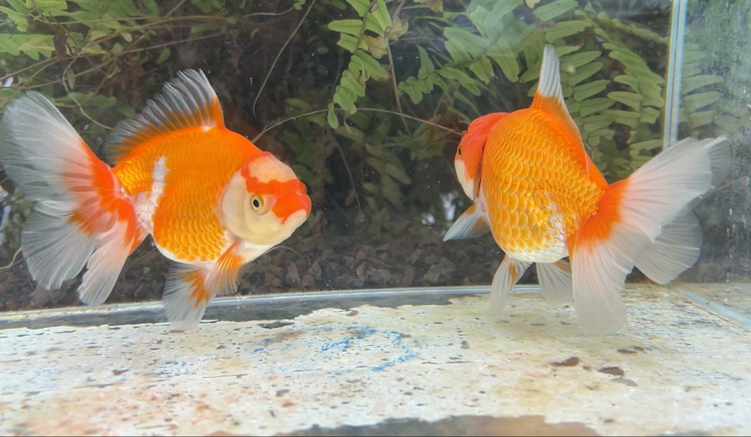 2 Pack Red And White Peonytail Orandas (M,F, 5”) - Free Shipping