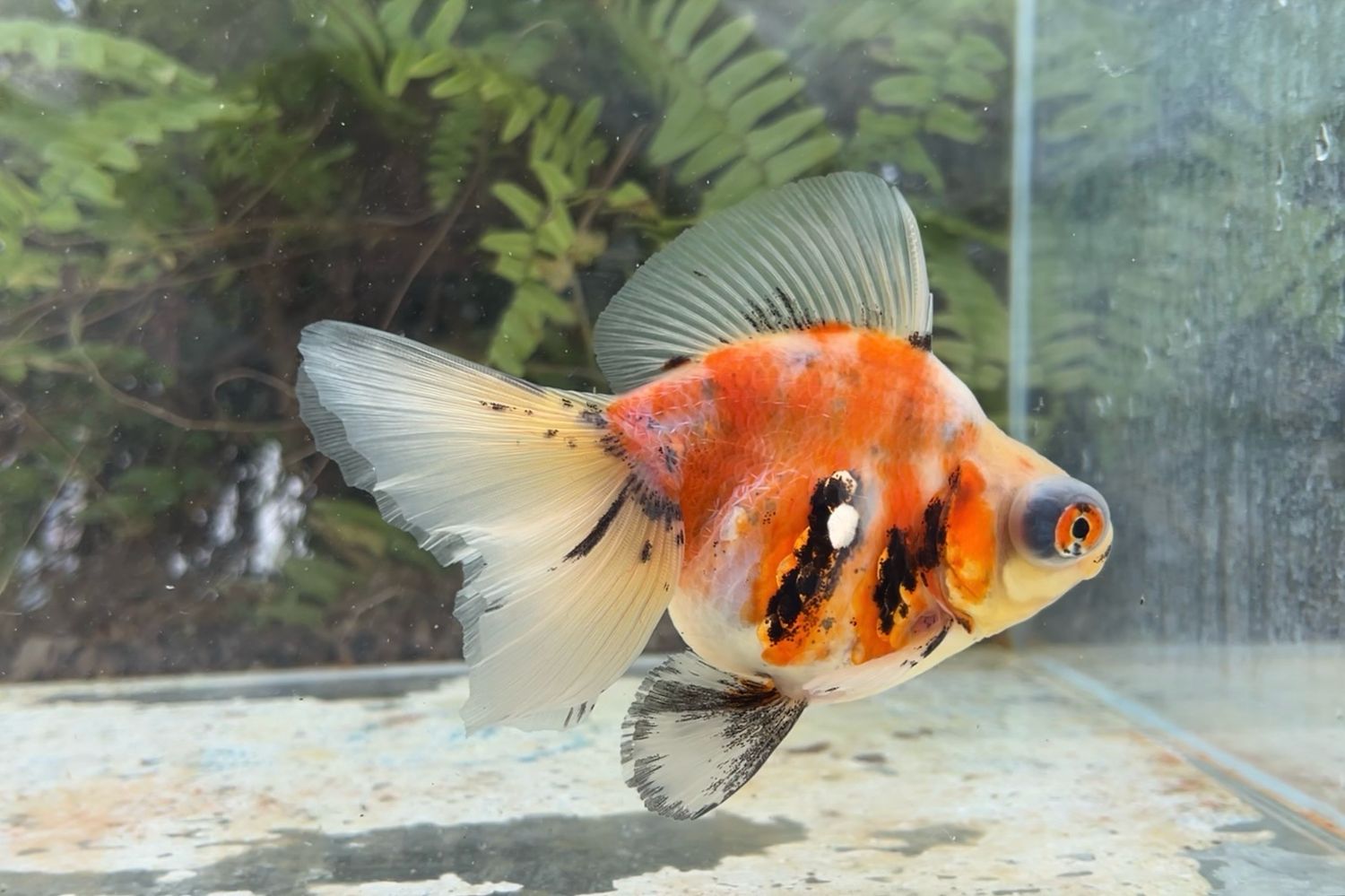 Calico Deep Body Telescope Butterfly (F, 5.25”) - Free Shipping