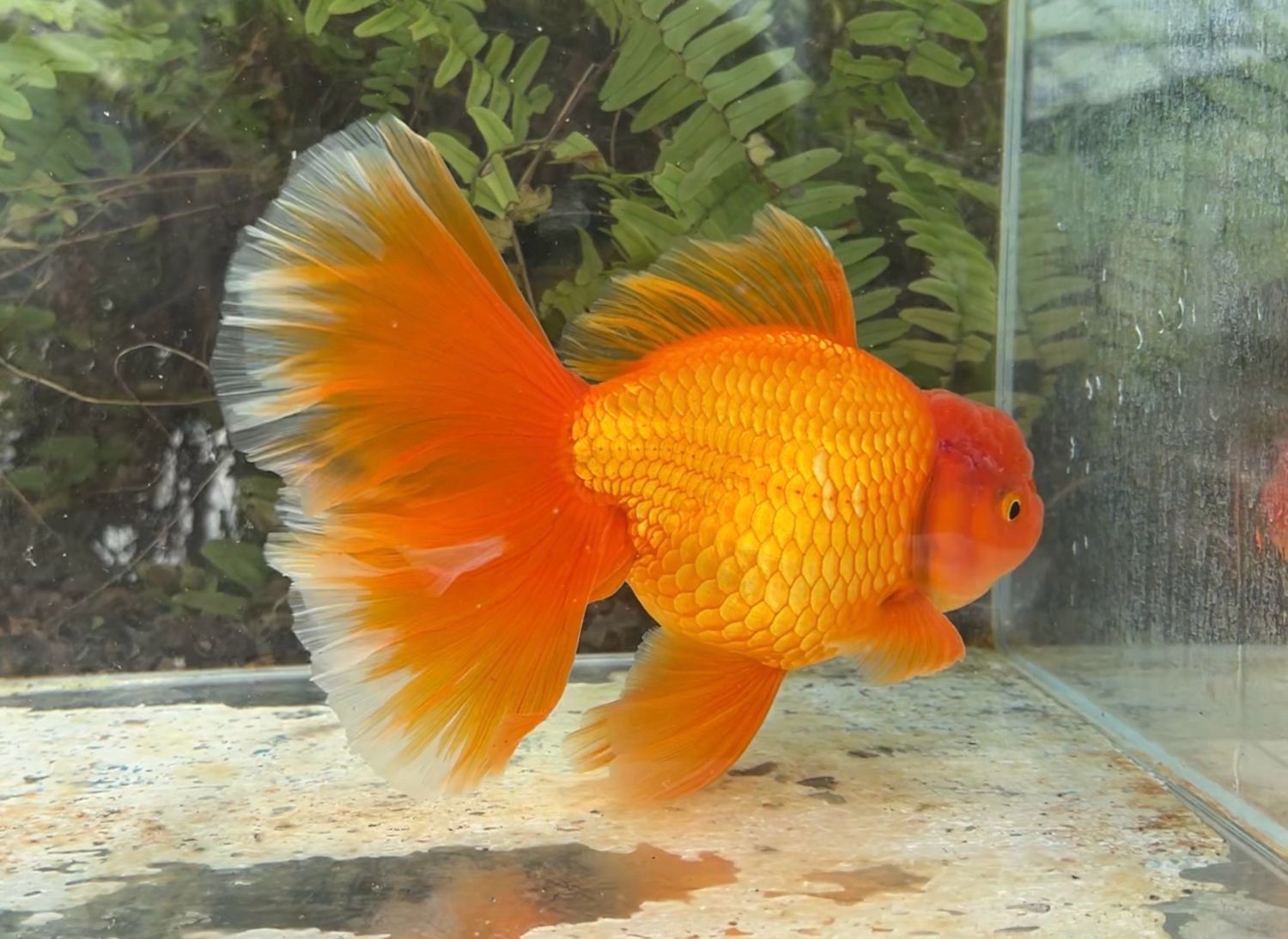 Red Peonytail Oranda (M, 7”) - Free Shipping