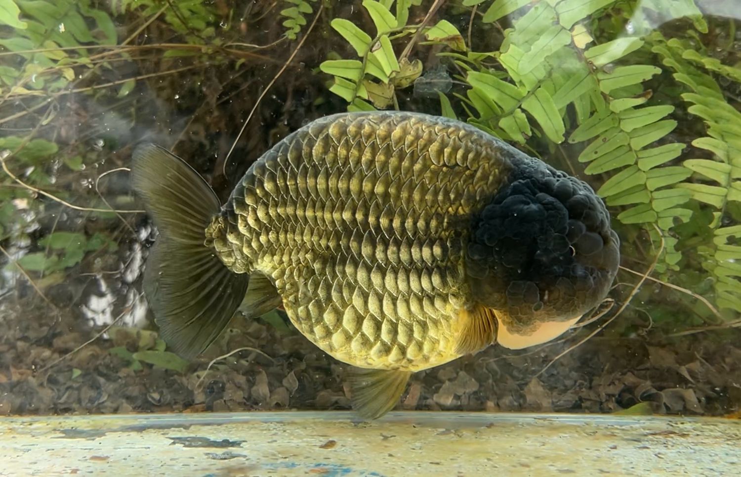 Bronze Yuanbao Ranchu (M, 6.25”) - Free Shipping