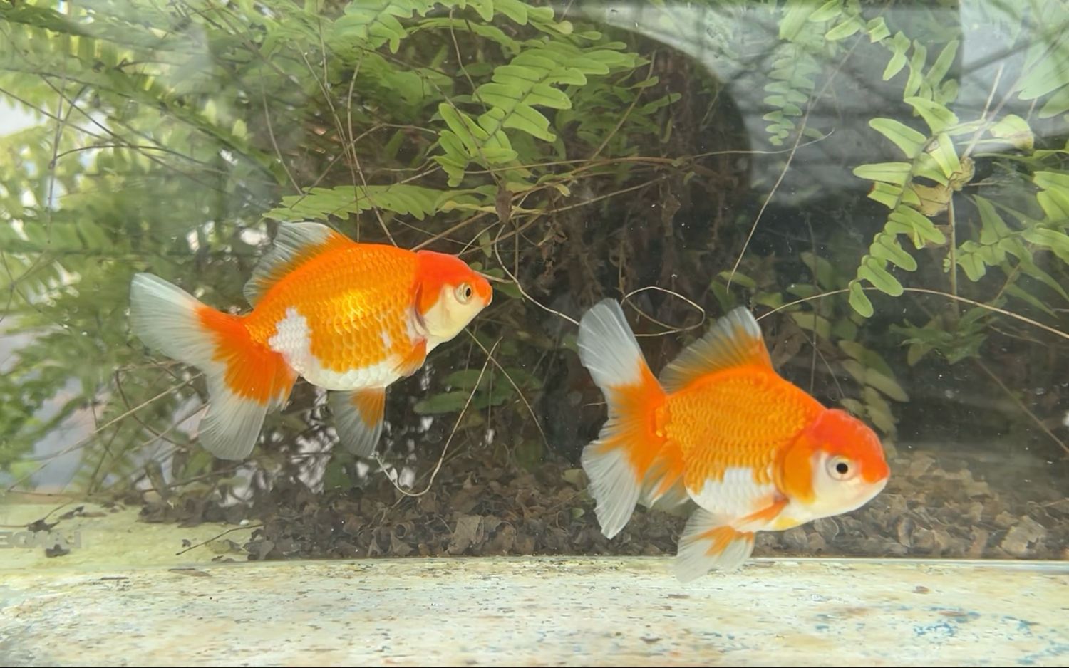 2 Pack Red And White Peonytail Orandas (M,F, 3.5 - 4”) - Free Shipping