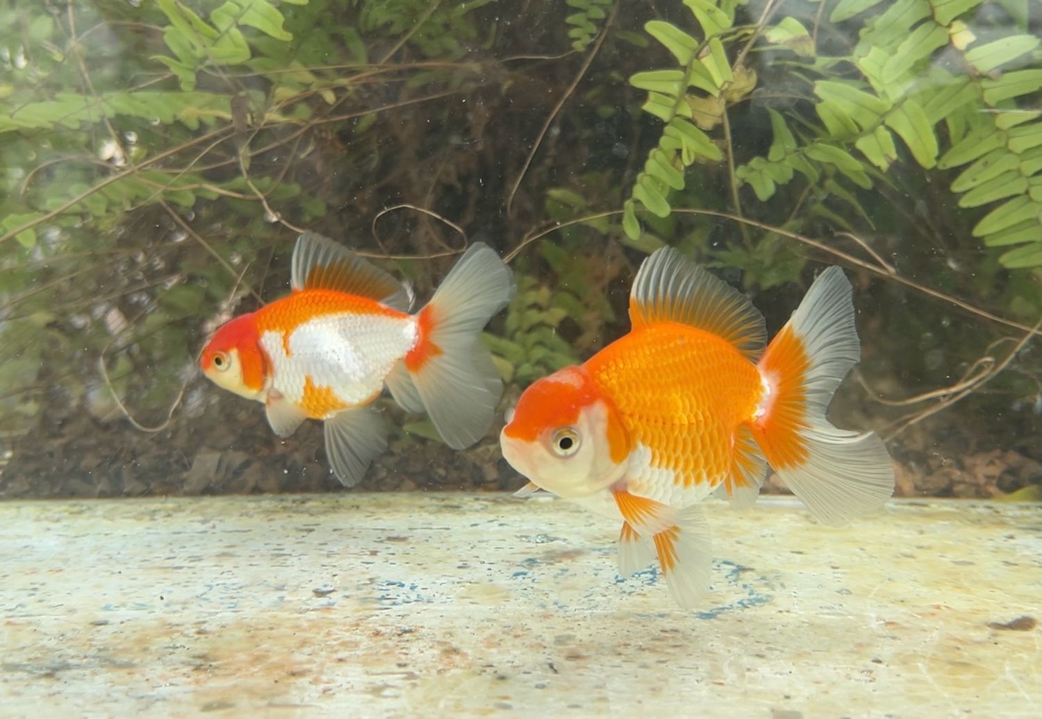 2 Pack Red And White Peonytail Orandas (M,F, 3.5 - 4”) - Free Shipping