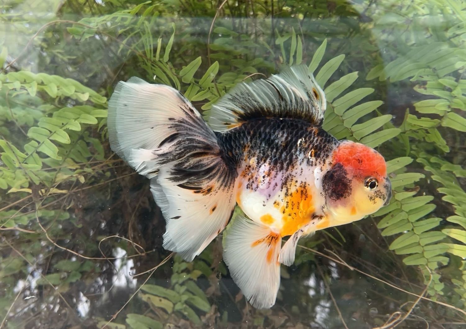 Calico Rosetail Oranda (M, 6.5”) - Free Shipping