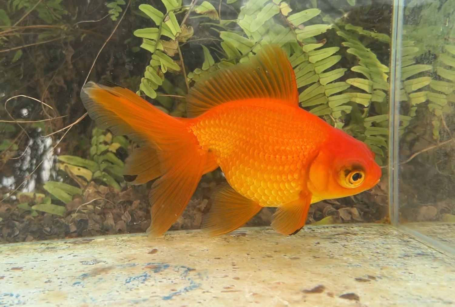 Red Telescope Eye (F, 6.5”) - Free Shipping