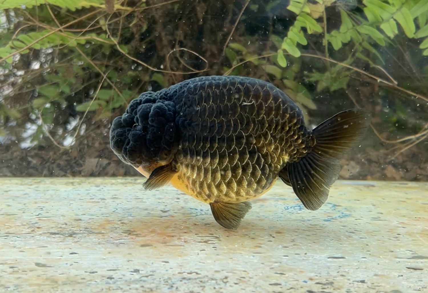 Black Yuanbao Ranchu (M, 4.75”) - Free Shipping