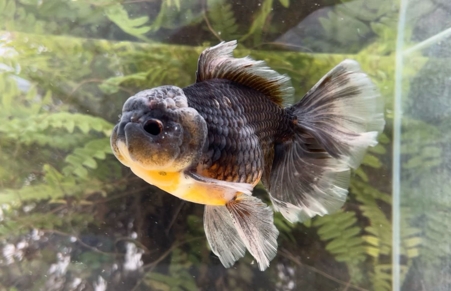 Black Kirin Rosetail Oranda (M, 6”) - Free Shipping