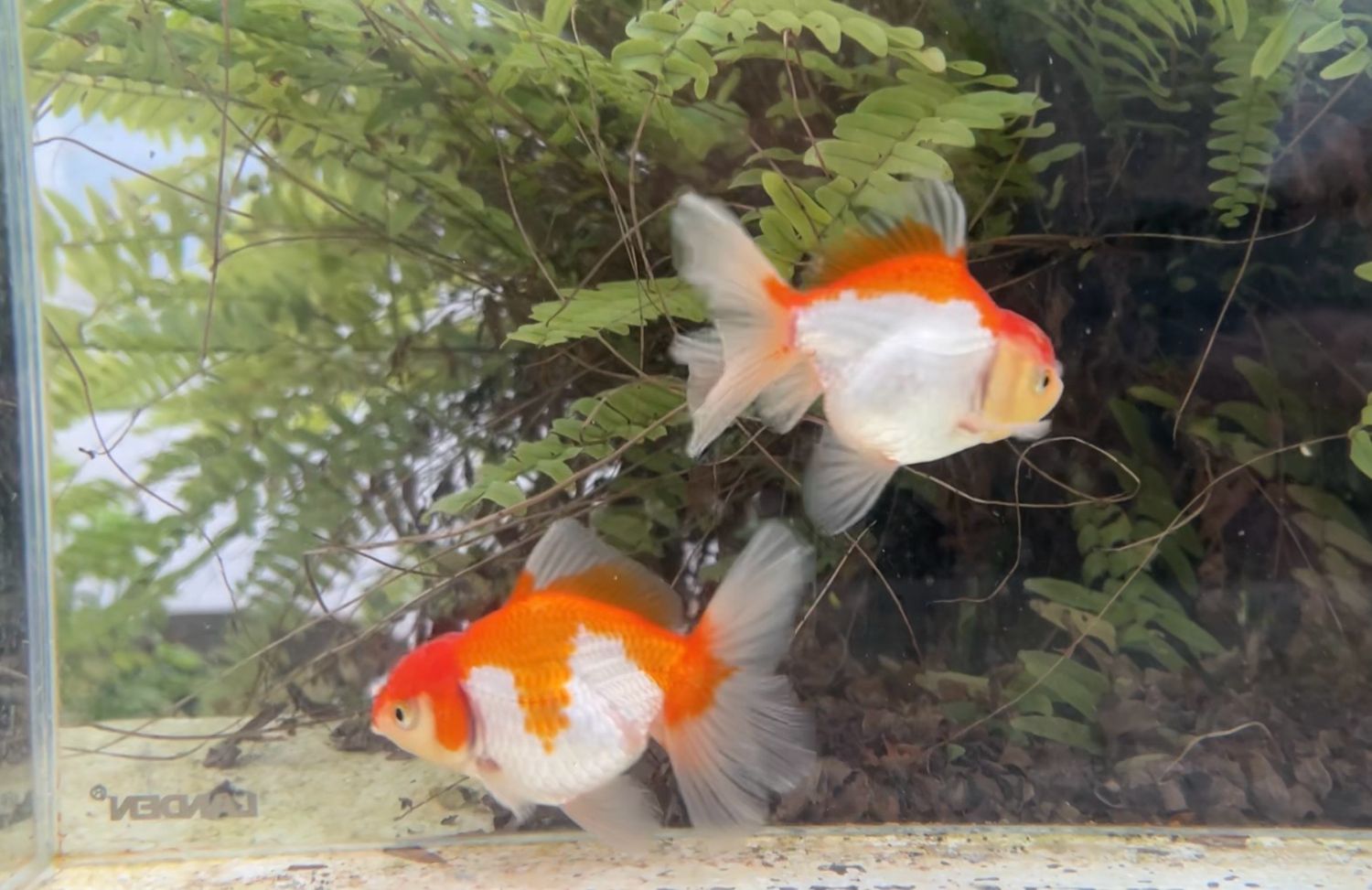 2 Pack Red And White Peonytail Orandas (M,F, 3.75”) - Free Shipping