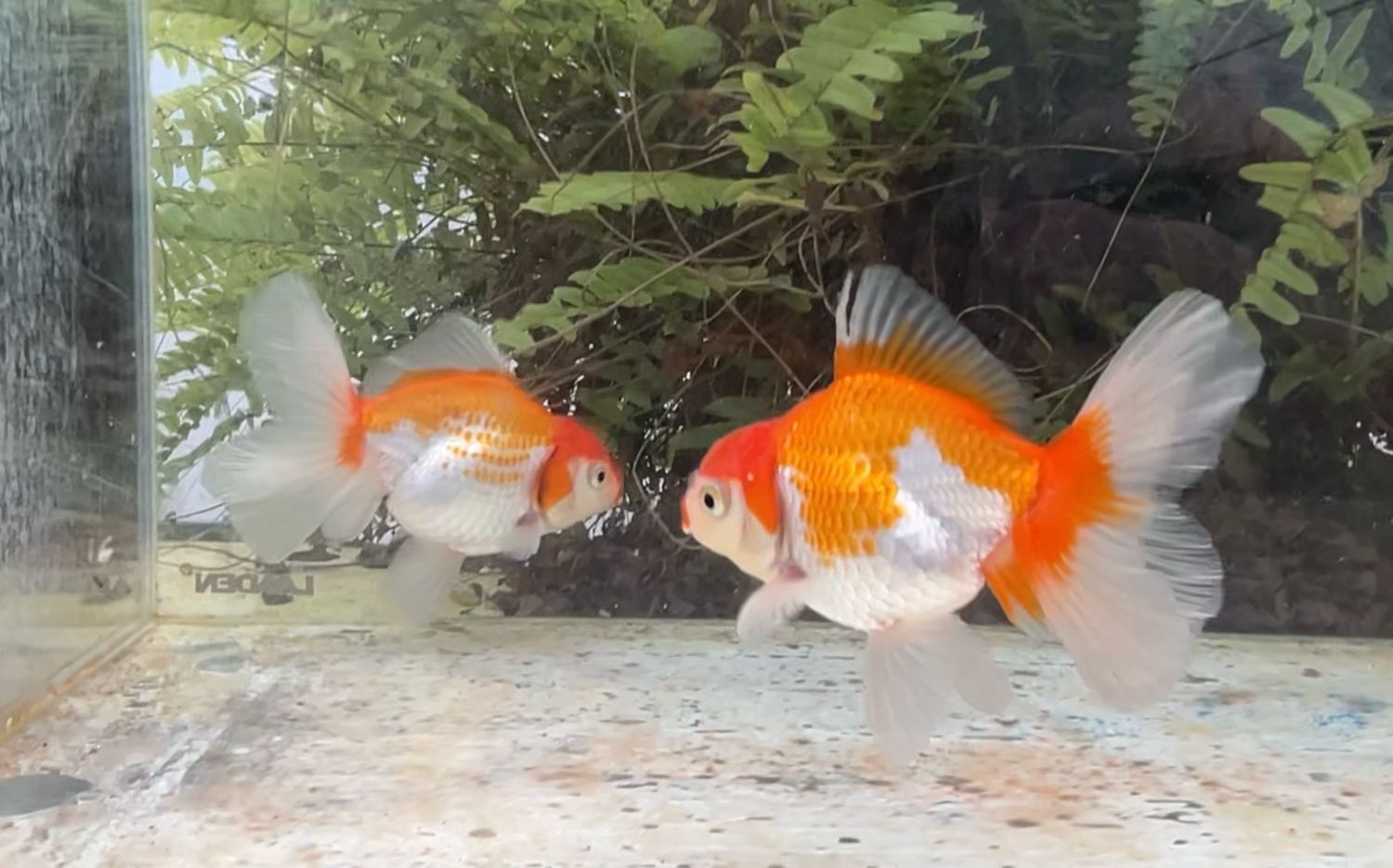 2 Pack Red And White Peonytail Orandas (M,F, 4 - 4.25”) - Free Shipping