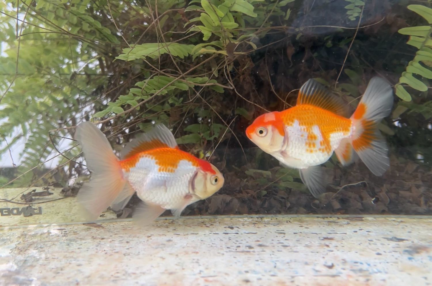 2 Pack Red And White Peonytail Orandas (M,F, 3.75 - 4”) - Free Shipping