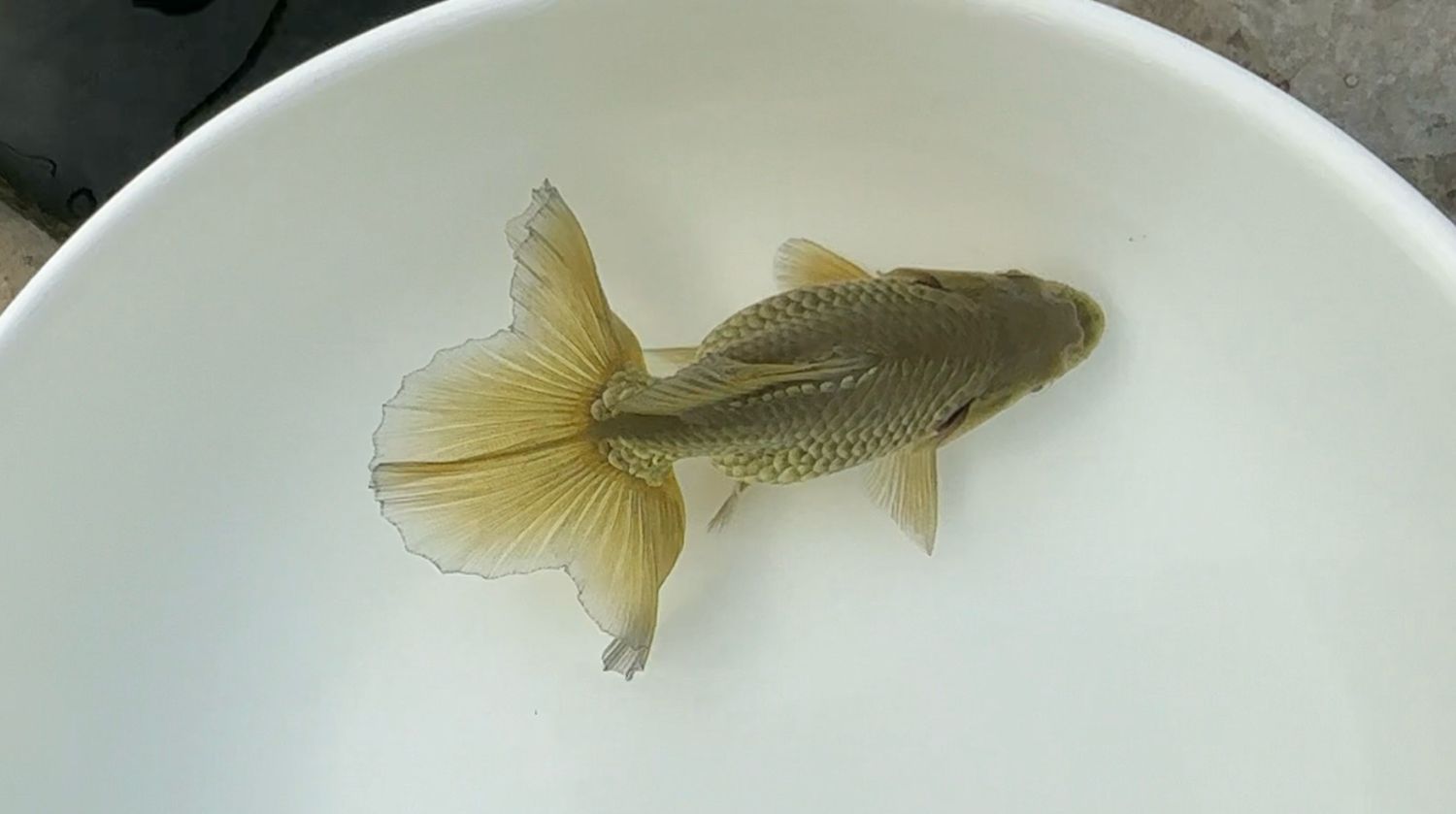 Bronze Tosakin (3.5”) - Free Shipping