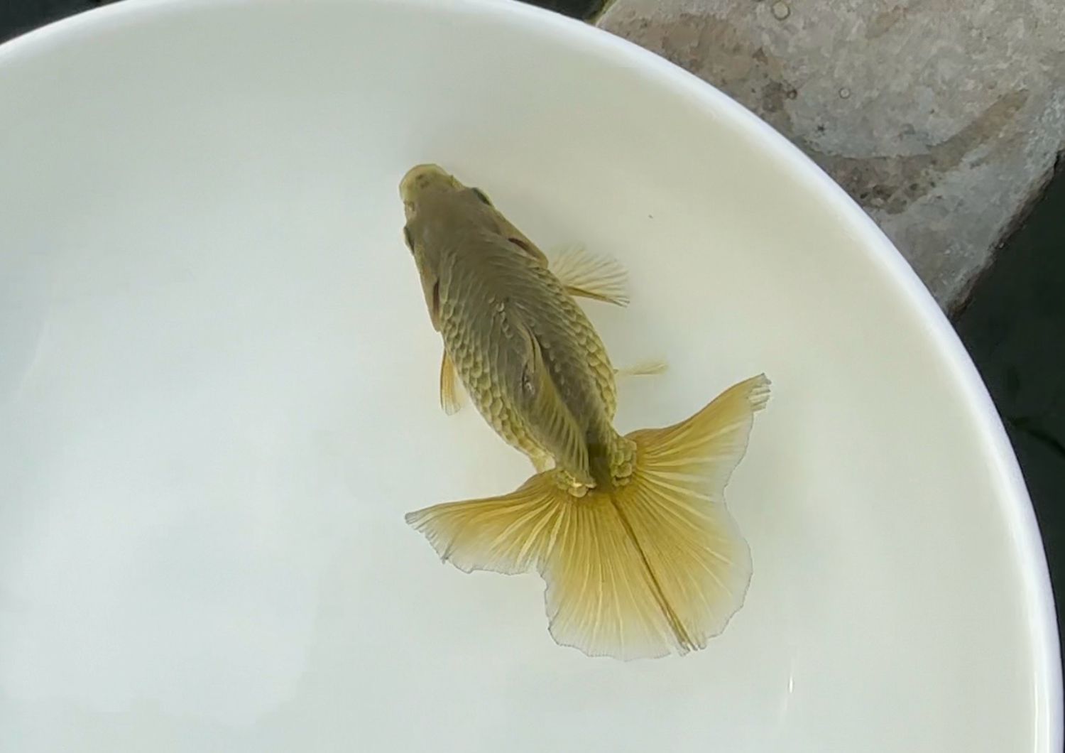 Bronze Tosakin (3.5”) - Free Shipping