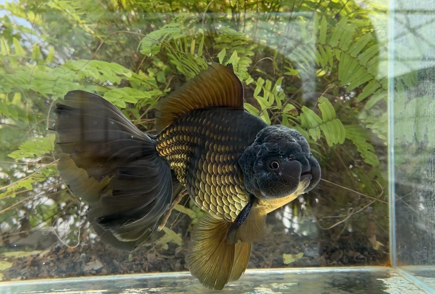 Black Lotus Leaf Tail Oranda (M, 8.5”) - Free Shipping