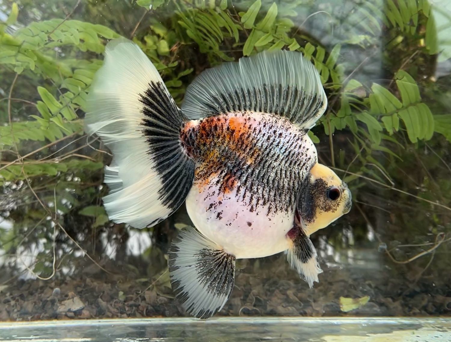 Tri-color Broadtail Ryukin (M, 6”) - Free Shipping