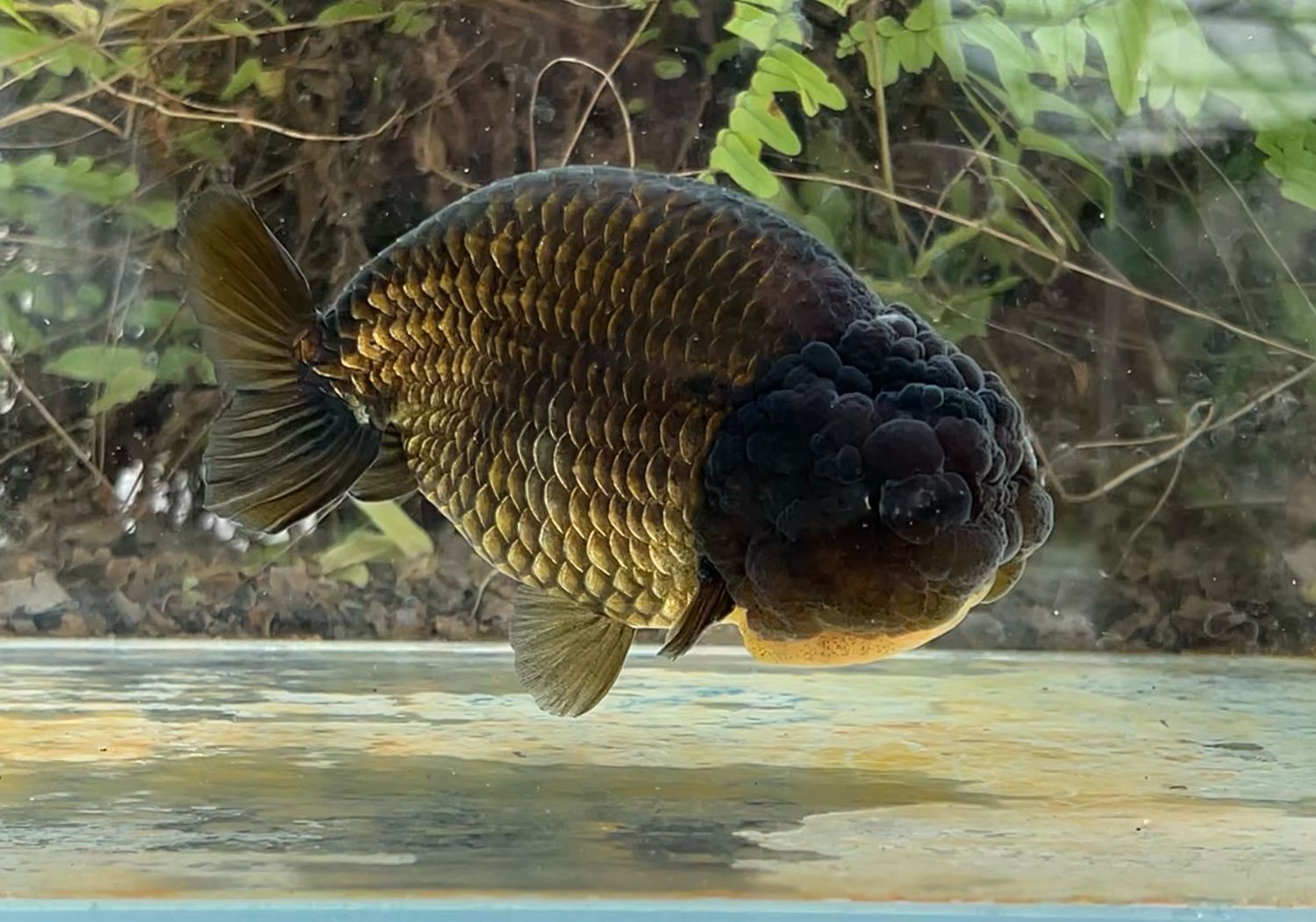 Black Yuanbao Ranchu (M, 5”) - Free Shipping