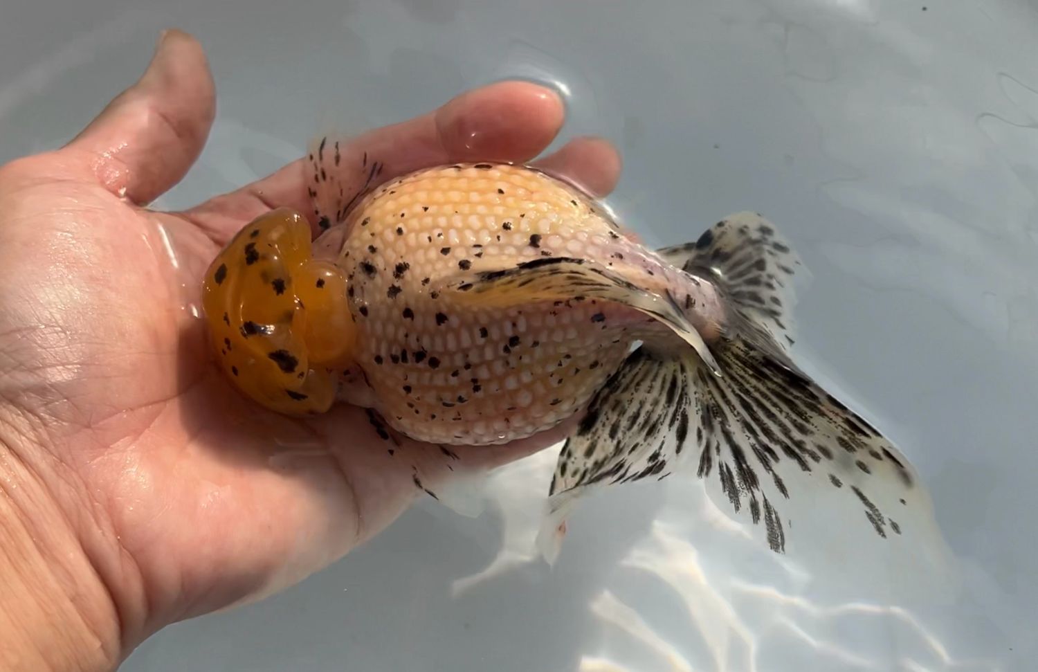 Sesame Speck Crown Pearlscale (M, 6”) - Free Shipping