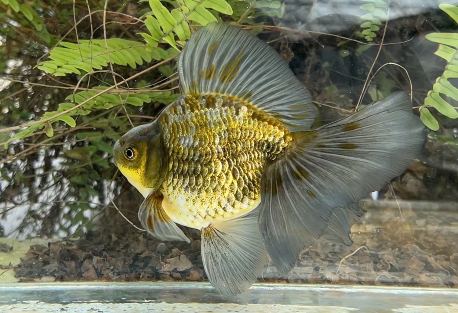 Blue And Green Broadtail Ryukin (M, 5.5”) - Free Shipping