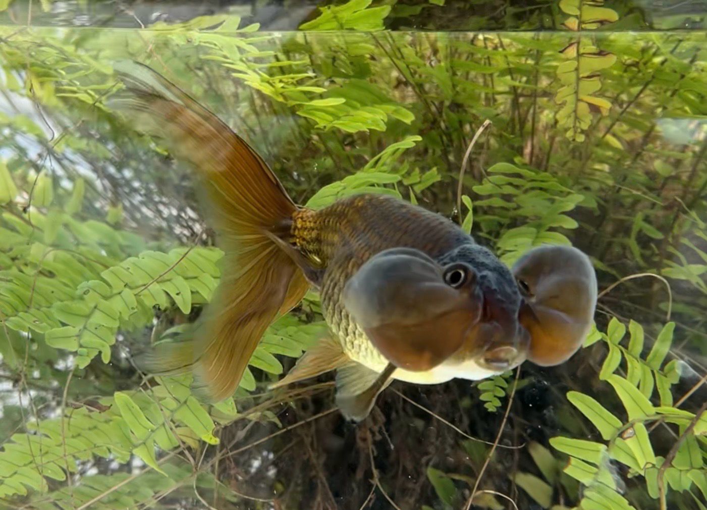 Black Bubbleeye (M, 6.25”) - Free Shipping