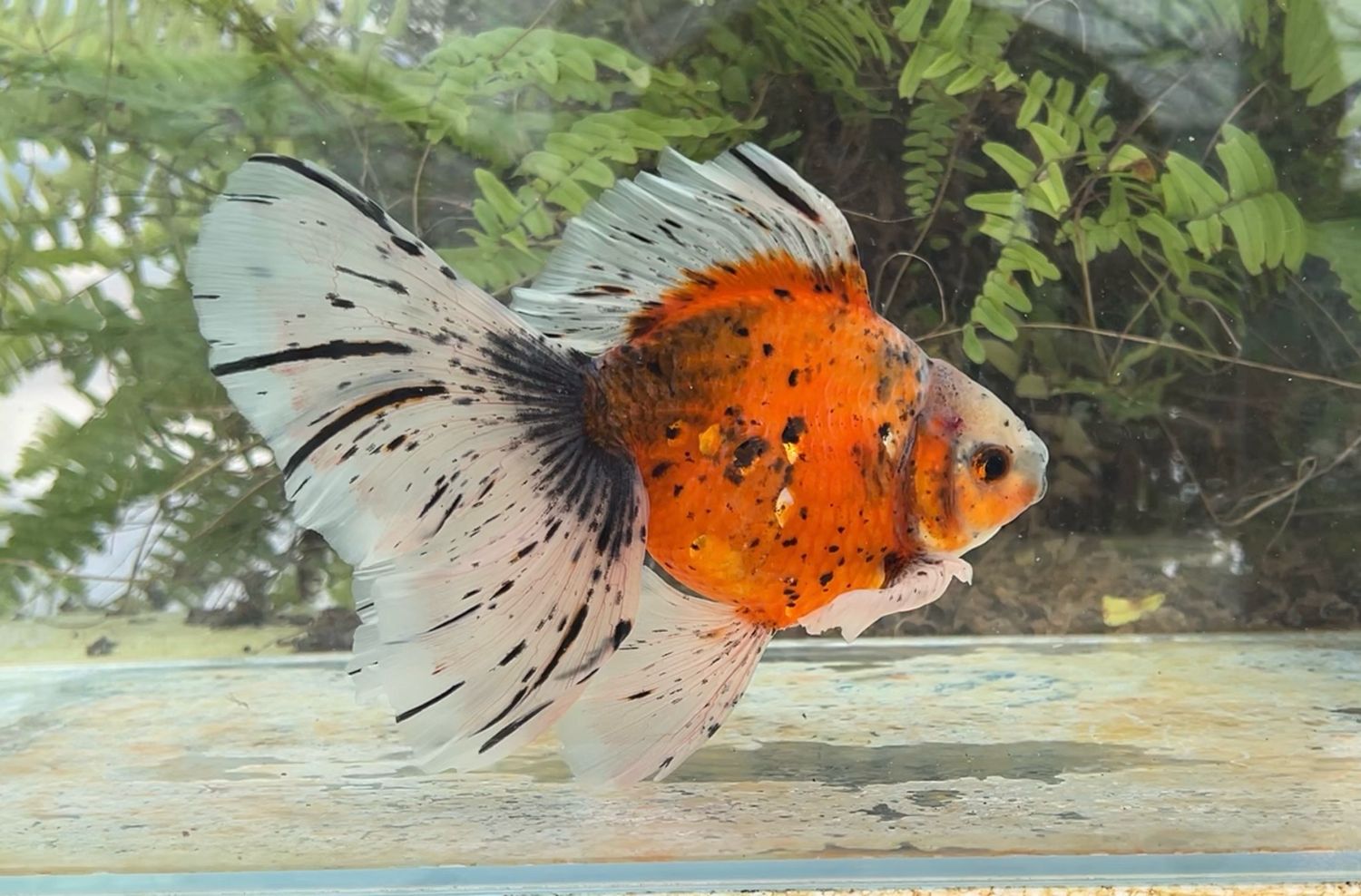 Autumn Leaves Veiltail (M, 7”) - Free Shipping