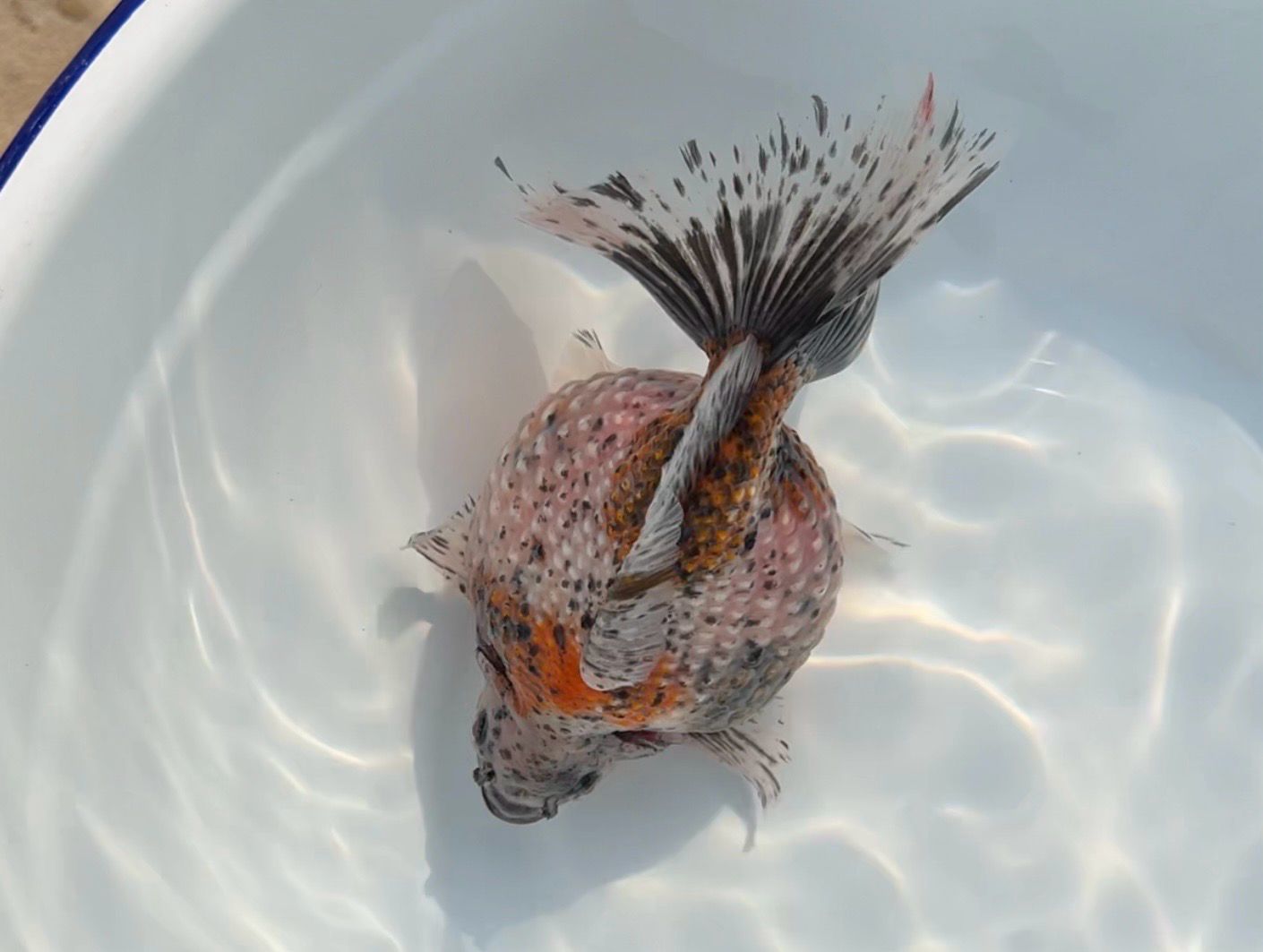 Calico Mousehead Pearlscale (M, 6”) - Free Shipping