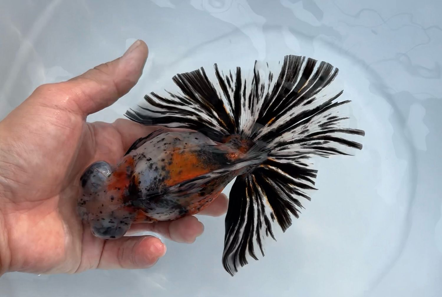 Calico Deep Body Telescope Butterfly (M, 5.75”) - Free Shipping