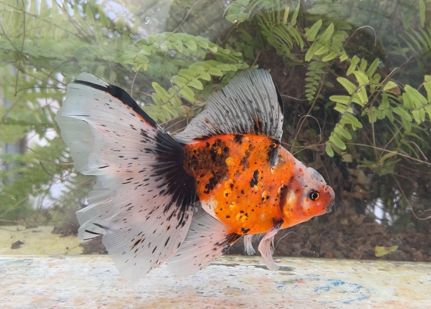 Tiger Veiltail (M, 7”) - Free Shipping