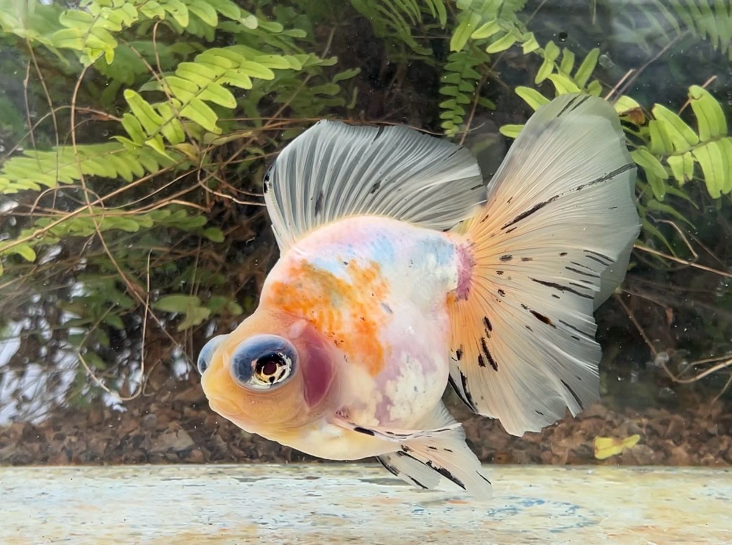 Calico Deep Body Telescope Butterfly (M, 6”) - Free Shipping