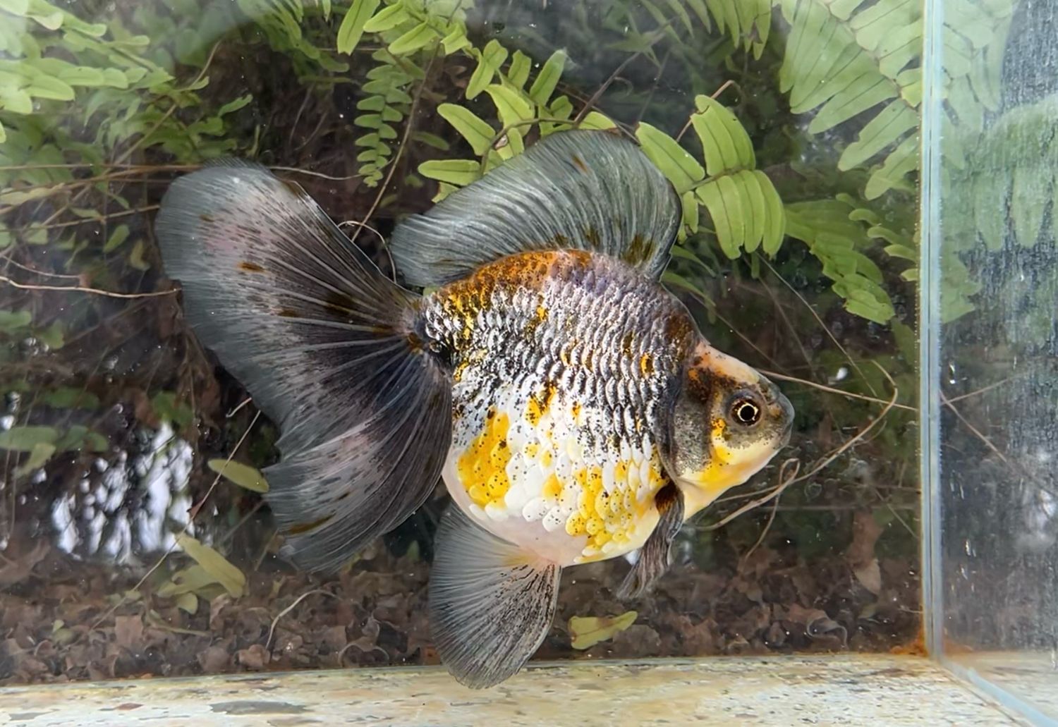 Silver Coin Kirin Broadtail Ryukin (M, 5.75”) - Free Shipping