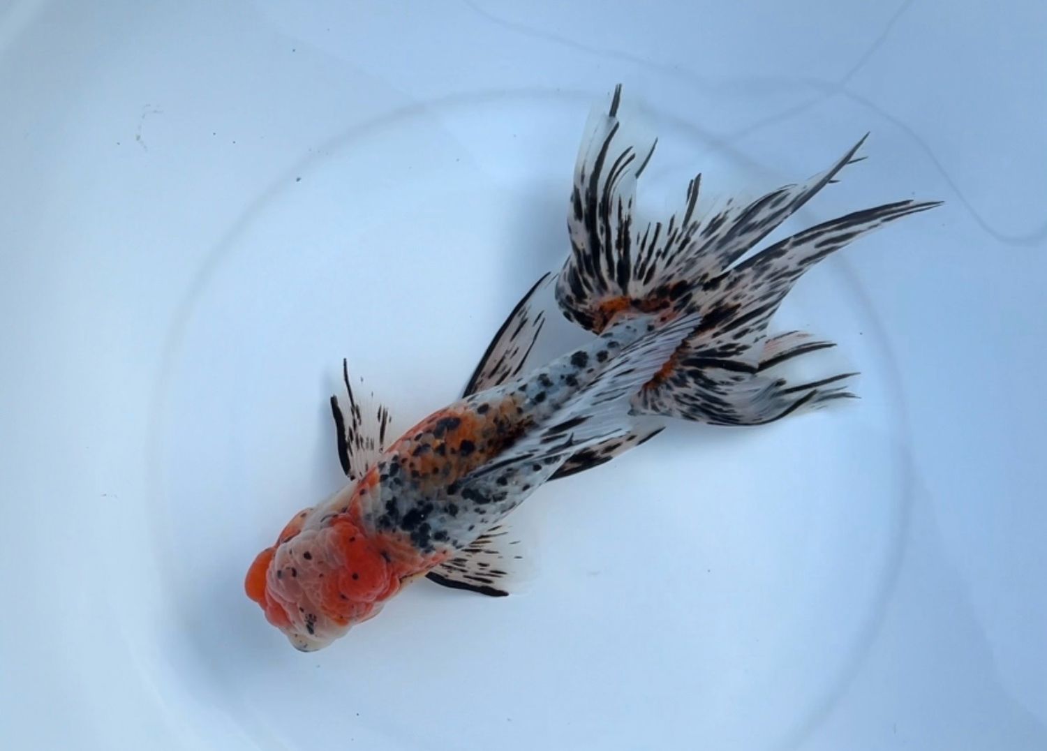 Azumanishiki (M, 7.5”) - Free Shipping