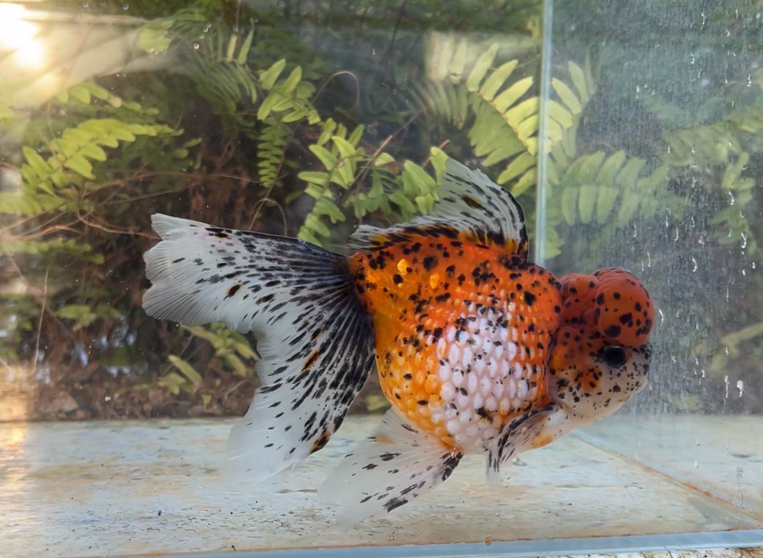 Calico Crown Pearlscale (M, 7”) - Free Shipping