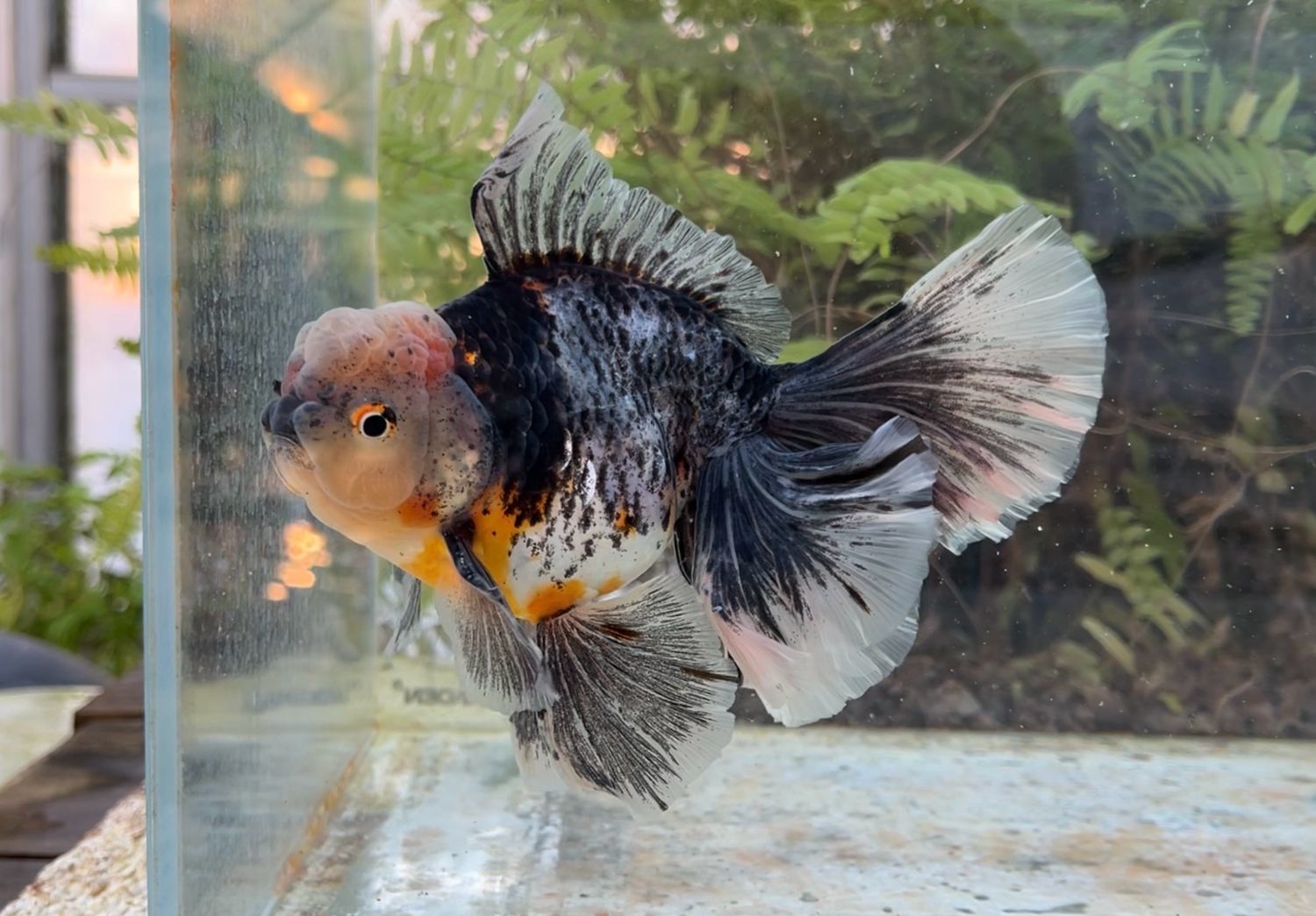 Kirin Rosetail Oranda (M, 6.25”) - Free Shipping