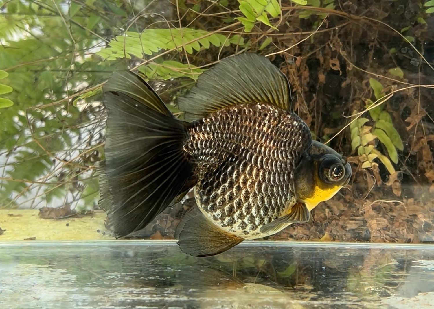 Black Fire Deep Body Telescope Butterfly (M, 5.75”) - Free Shipping