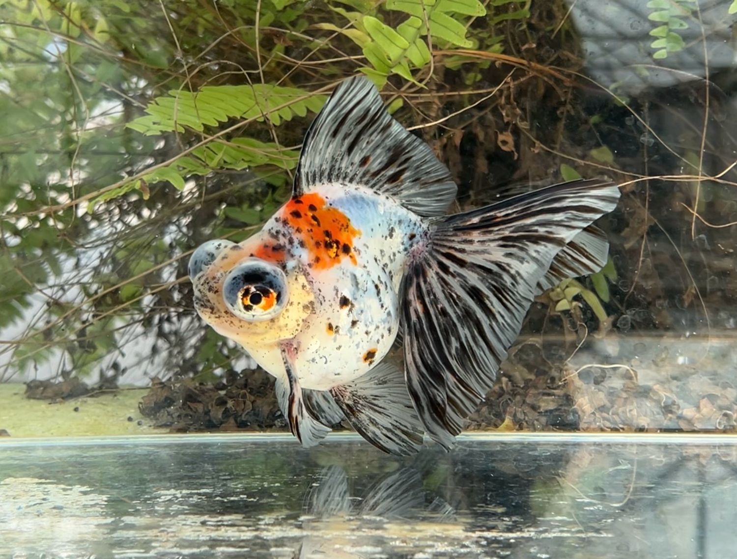 Calico Deep Body Telescope Butterfly (M, 5.5”) - Free Shipping