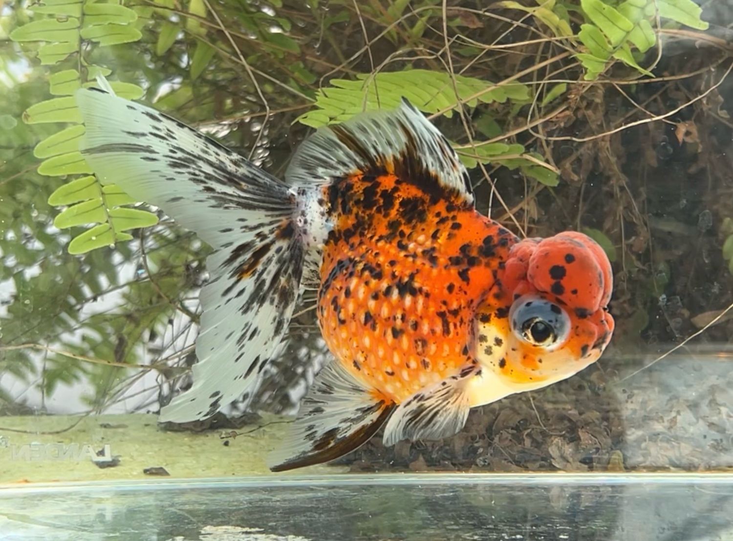 Leopard Spots Crown Pearlscale Doll (M, 6.5”) - Free Shipping