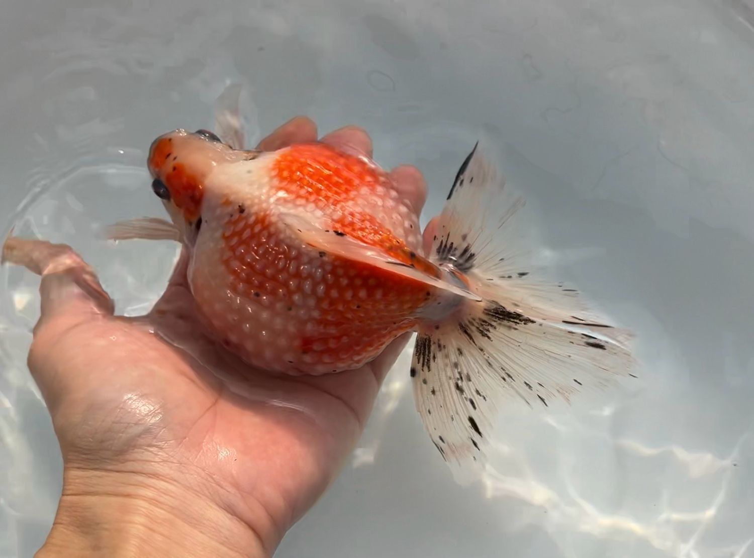 Tri-color Mousehead Pearlscale (M, 6.5”) - Free Shipping