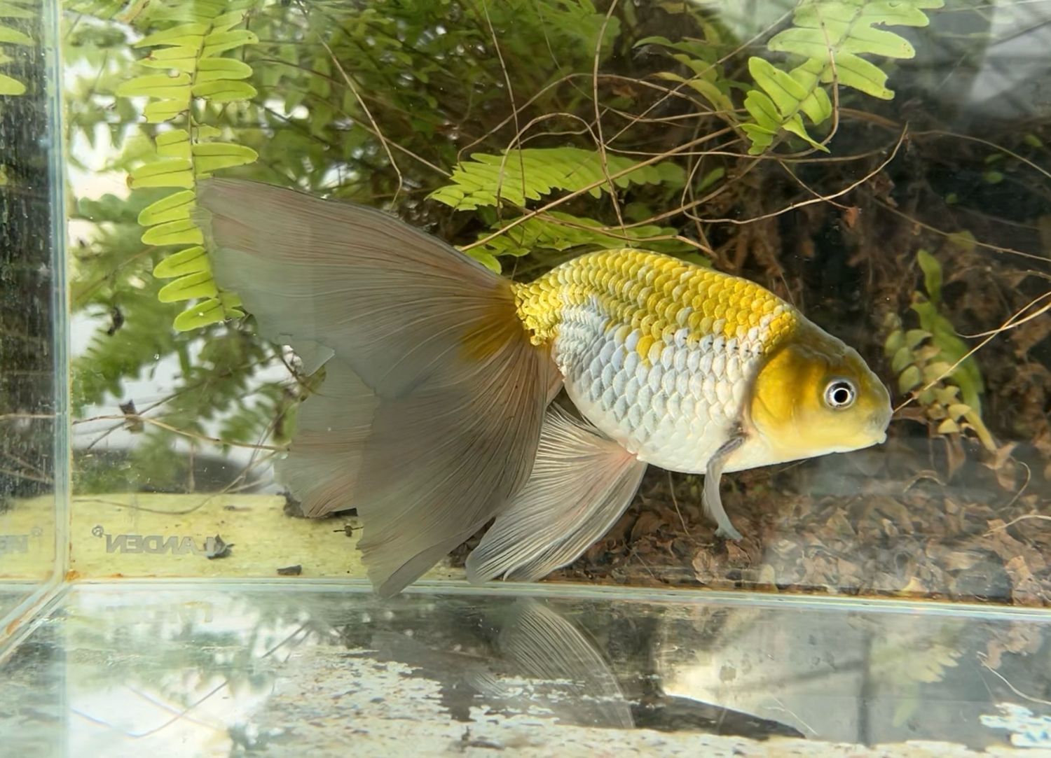 Blue And Green Egg Phoenix ( M, 7”) - Free Shipping