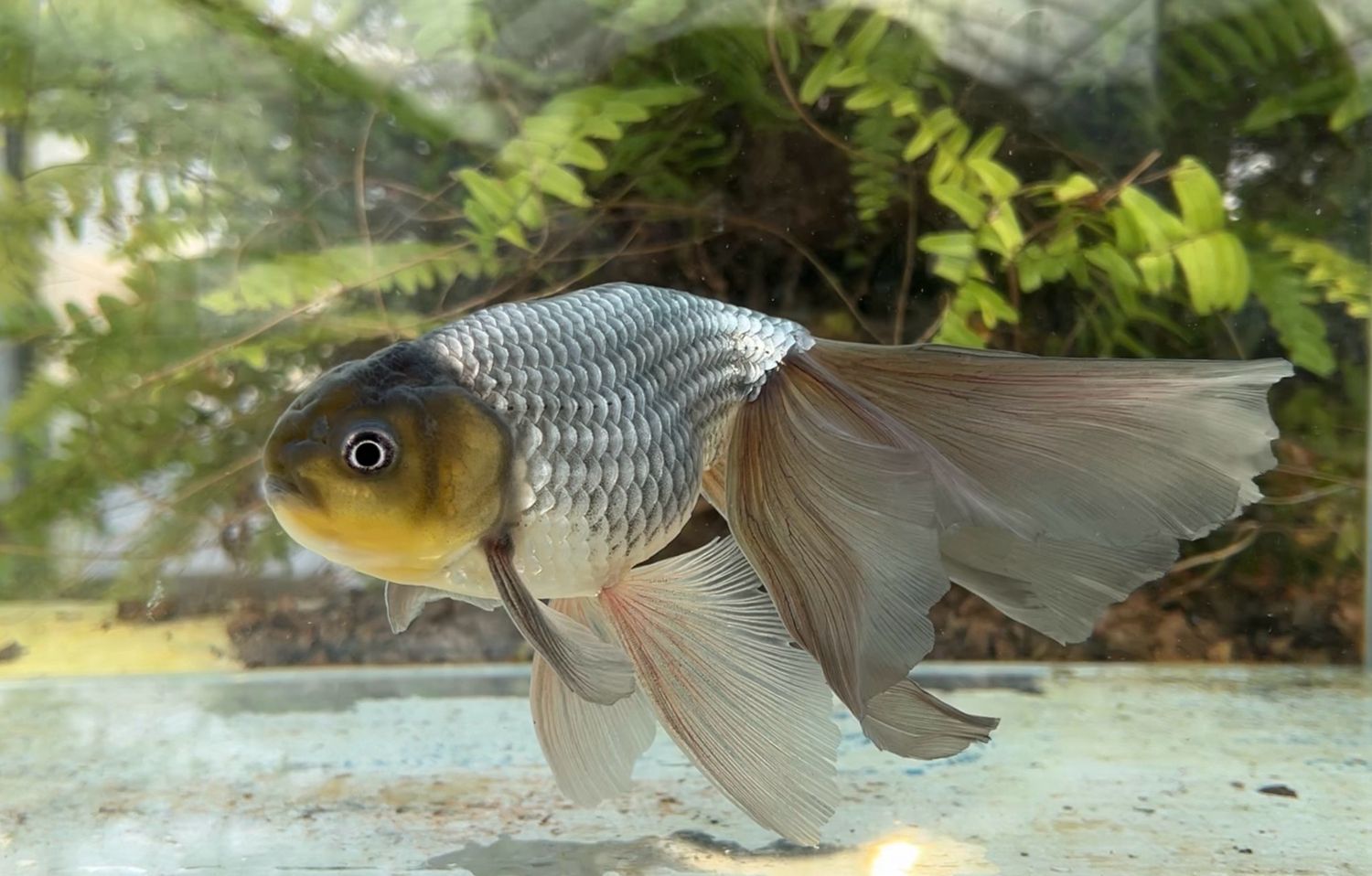 Blue Egg Phoenix (M, 7.25”) - Free Shipping