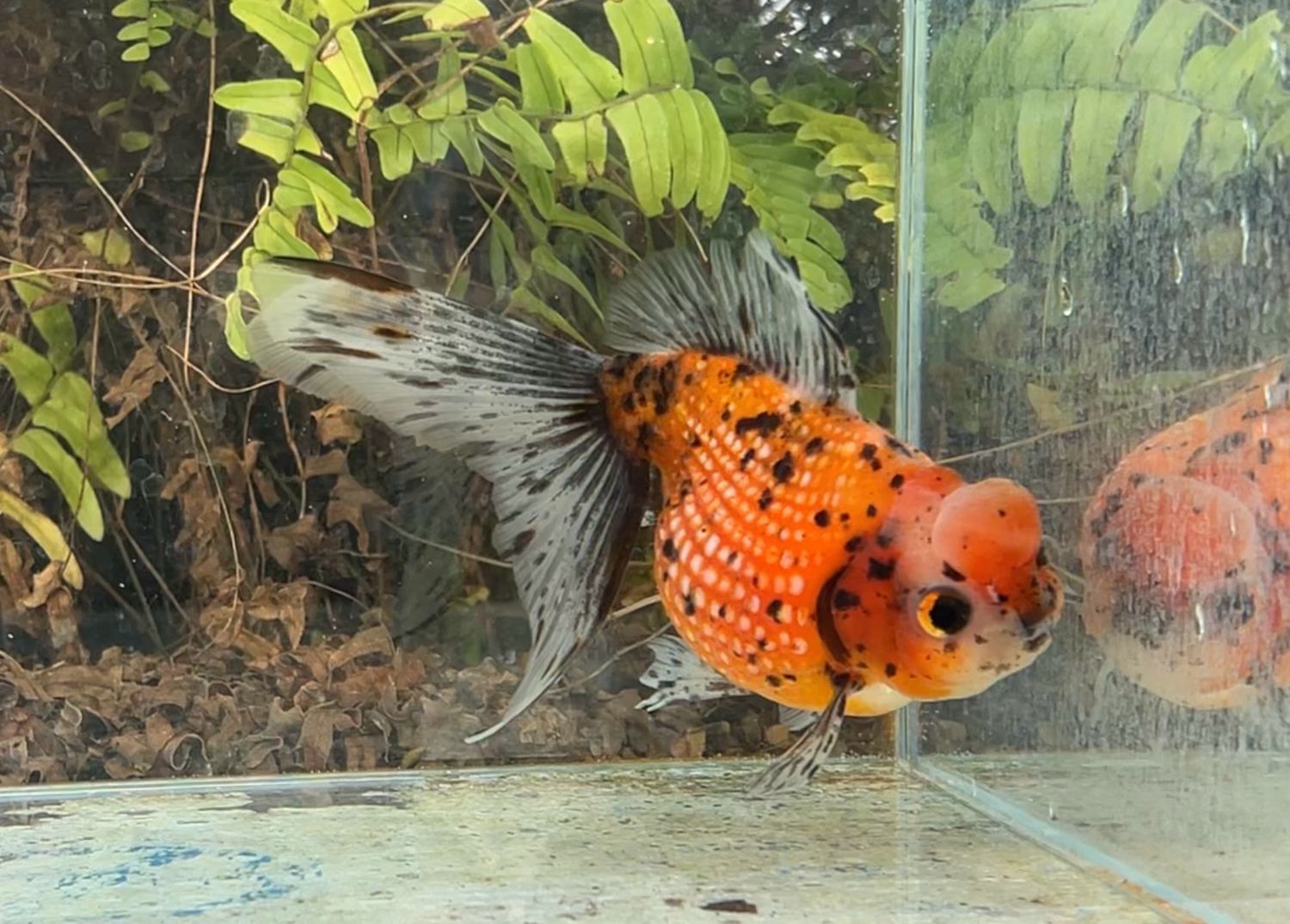 Leopard Spots Crown Pearlscale (F, 5.75”) - Free Shipping