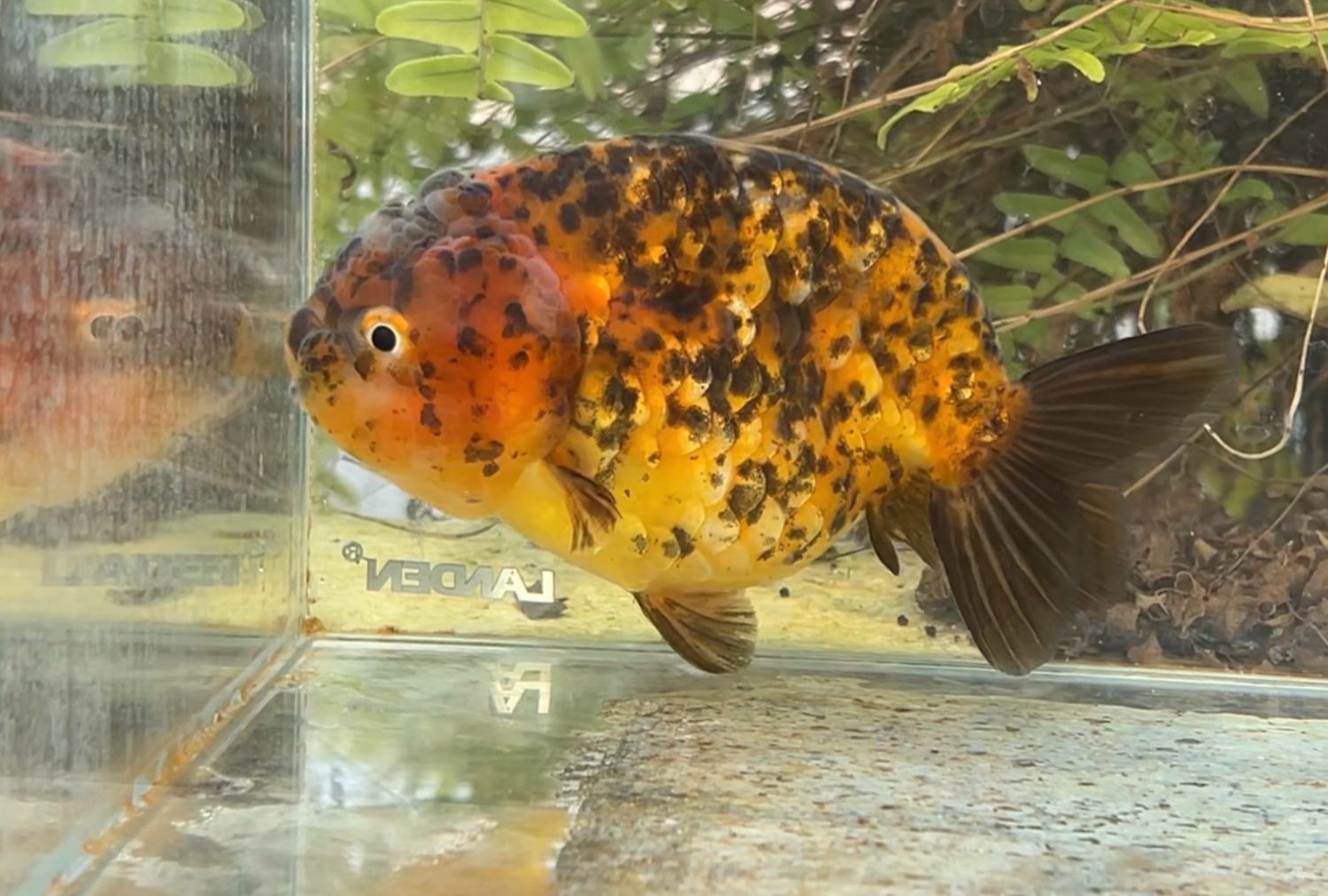 Leopard Spots Yuanbao Ranchu (F, 5.5”) - Free Shipping