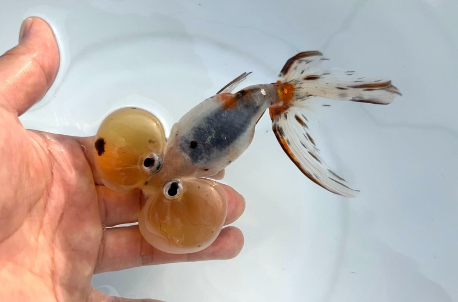 Calico Bubbleeye (F, 5”) - Free Shipping