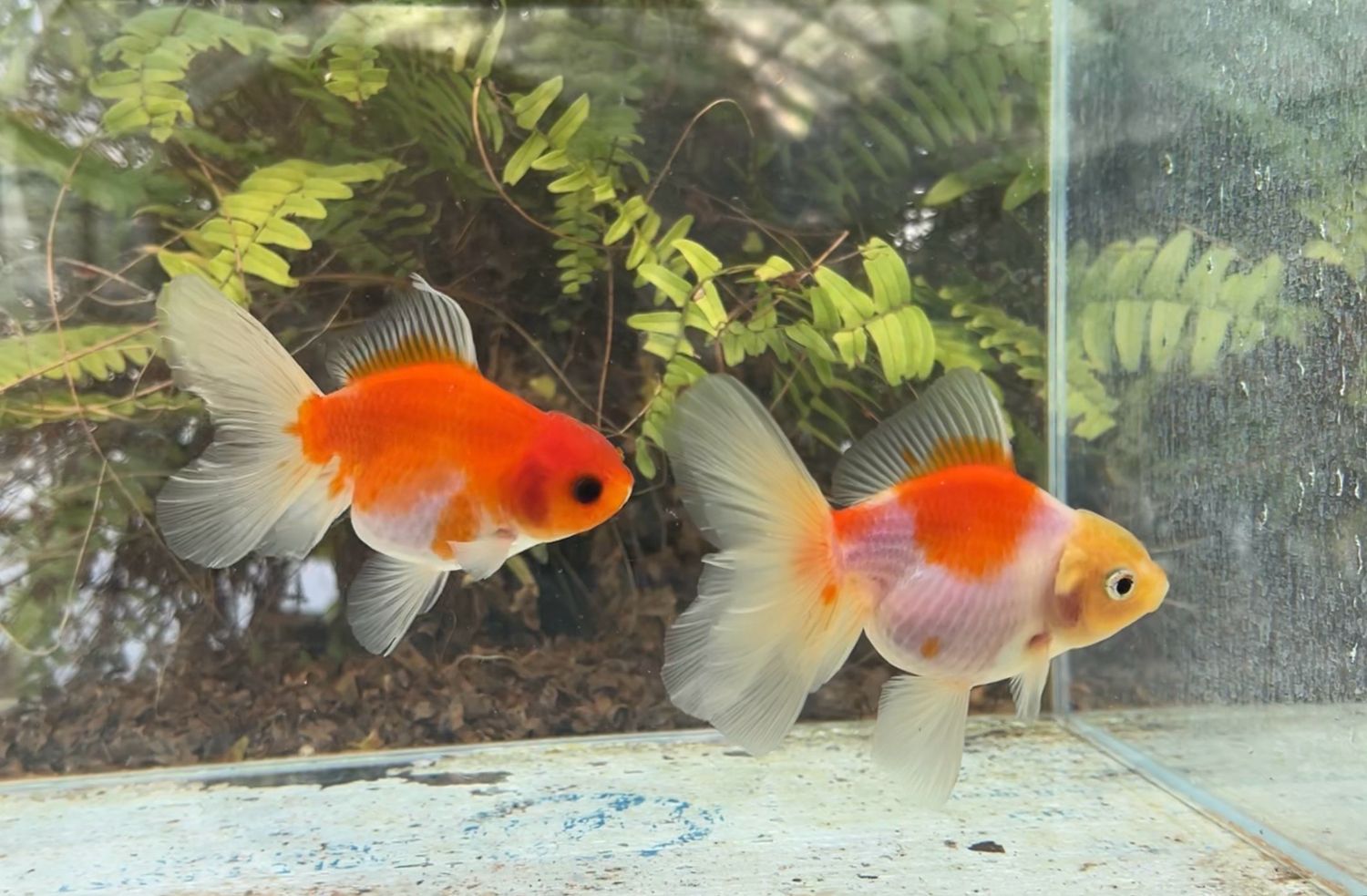 2 Pack Sakura Rosetail Orandas (F,F, 4”) - Free Shipping