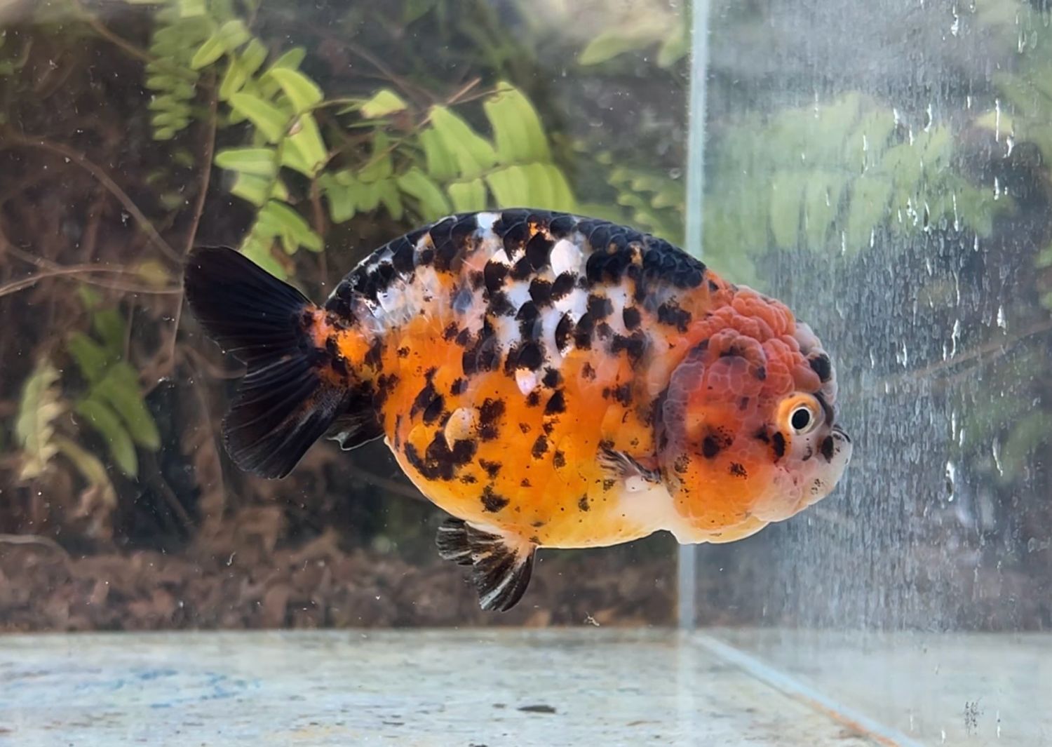 Calico Yuanbao Ranchu (F, 4.25”) - Free Shipping