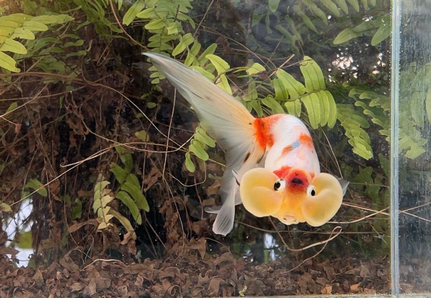 Calico Bubbleeye (M, 6”) - Free Shipping