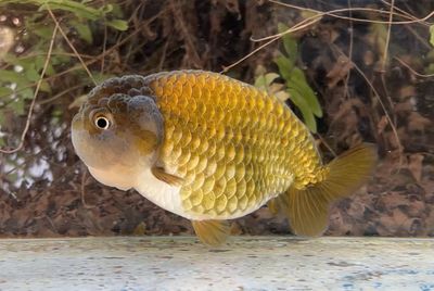 Zhao's Fancies Online Goldfish Shop