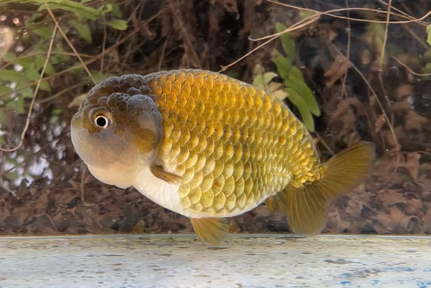 Blue And Bronze Yuanbao Ranchu (F, 4.5”) - Free Shipping